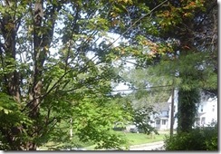 First Tree Color Smaller